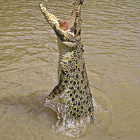 Buy canvas prints of Queensland Wild Crocodile. by Jeff Hardwick