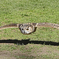 Buy canvas prints of  Eagle Owl coming in for the kill by Jeff Hardwick