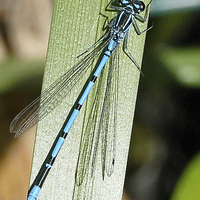 Buy canvas prints of Typical British Damselfly  by Jeff Hardwick