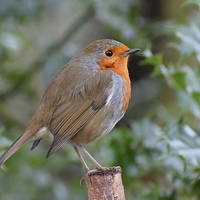 Buy canvas prints of Yet another British Robin  by Jeff Hardwick