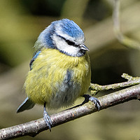 Buy canvas prints of Blue tit with eyes closed by Jeff Hardwick