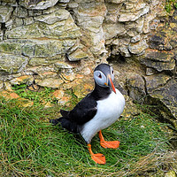 Buy canvas prints of Puffin all alone by Jeff Hardwick