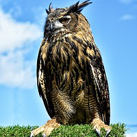 Buy canvas prints of European Eagle Owl by Jeff Hardwick