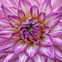 Buy canvas prints of Dahlia wall art by Jeff Hardwick