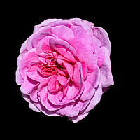 Buy canvas prints of Pink Rose by Jeff Hardwick