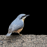 Buy canvas prints of Nuthatch by Jeff Hardwick