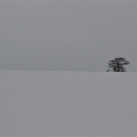 Buy canvas prints of Winter Tree by David Mole