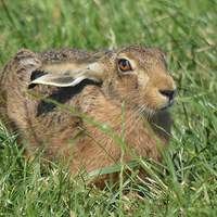 Buy canvas prints of  Wild Brown Hare by mim hancock