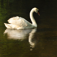 Buy canvas prints of Swan Return by Matthew Laming