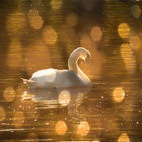 Buy canvas prints of Swan on golden pond by Matthew Laming