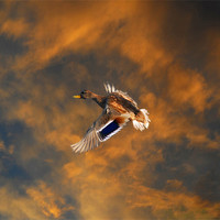 Buy canvas prints of Duck in flight by Matthew Laming