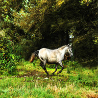Buy canvas prints of Horse in the field by Matthew Laming
