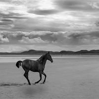 Buy canvas prints of Run like the wind by Matthew Laming