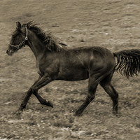 Buy canvas prints of Connamara Pony by Matthew Laming