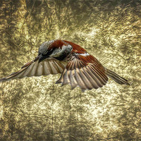 Buy canvas prints of Sparrow in flight by Matthew Laming