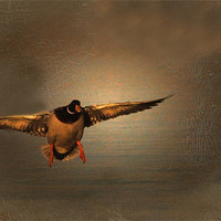 Buy canvas prints of Mallard Duck In A Hurry by Matthew Laming