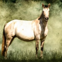 Buy canvas prints of Connamara Horse by Matthew Laming