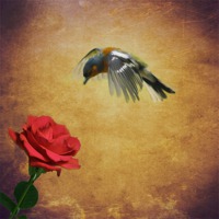 Buy canvas prints of Chaffinch and the Rose by Matthew Laming