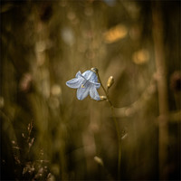 Buy canvas prints of Harebell by Douglas McMann