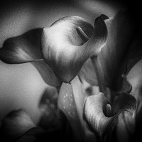 Buy canvas prints of  Calla Lily by Douglas McMann