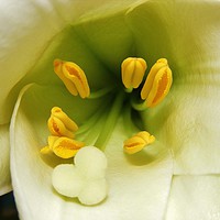 Buy canvas prints of Macro Lilly by Johnny M