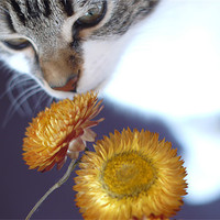 Buy canvas prints of Cute cat/kitten smelling flower by Marc Reeves
