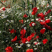 Buy canvas prints of Poppies in the sun by Carol Young
