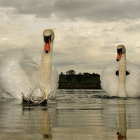 Buy canvas prints of Swan Lake by Bob Legg