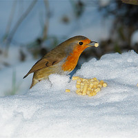 Buy canvas prints of Robins winter breakfast by Bob Legg