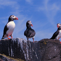 Buy canvas prints of Puffins on the May by Bob Legg