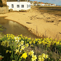 Buy canvas prints of Anstruther Spring Flowers by Bob Legg