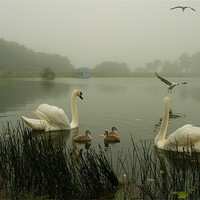 Buy canvas prints of Foggy Day Swans by Bob Legg