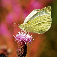 Buy canvas prints of Wood White on Creeping Thistle by Bob Legg