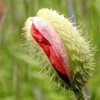 Buy canvas prints of Emerging Poppy by Bob Legg