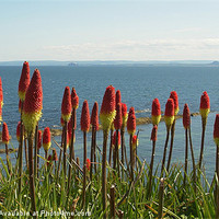 Buy canvas prints of Red Hot Pokers by the Sea by Bob Legg
