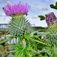 Buy canvas prints of Thistles by Bob Legg