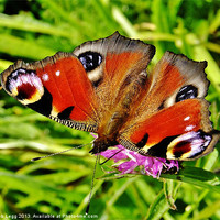 Buy canvas prints of Peacock Butterfly by Bob Legg