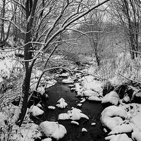 Buy canvas prints of Winter Woods 2 by Bob Legg