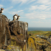 Buy canvas prints of Puffins on the May Island by Bob Legg
