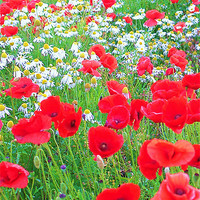 Buy canvas prints of Poppies and Daisies by Bob Legg