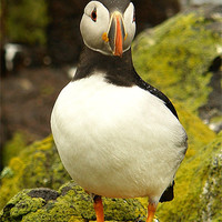 Buy canvas prints of Puffin by Bob Legg