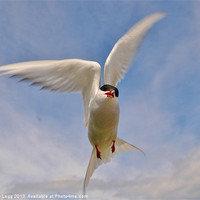 Buy canvas prints of Artic Tern in flight by Bob Legg