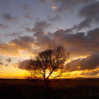 Buy canvas prints of Sunsets behind the tree by Bob Legg