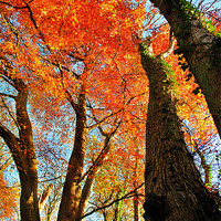 Buy canvas prints of Autumn Trees by Bob Legg