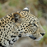 Buy canvas prints of Leopard by Brian Dingle