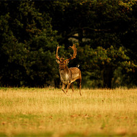 Buy canvas prints of Stag in the open by Ian Young