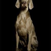 Buy canvas prints of Dog by steven sparkes