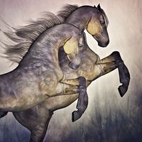 Buy canvas prints of  Two Stallions by Abstract  Fractal Fantasy