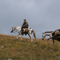 Buy canvas prints of Georgian pack horse by Belinda Cook