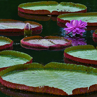 Buy canvas prints of Lilly Pads on Water by Alex Hynes